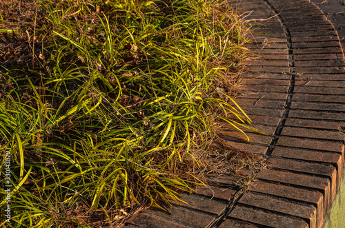 Beautiful green grass in early summer