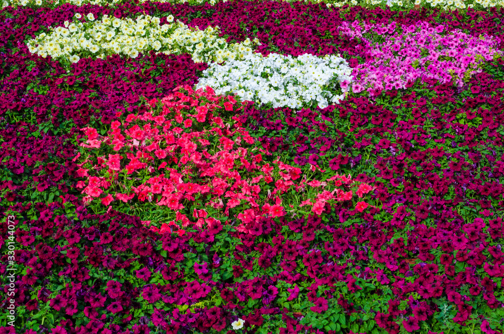 Petunia Flowers in a flower show