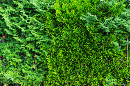 Green background made of fresh plants. Natural texture © sosiukin