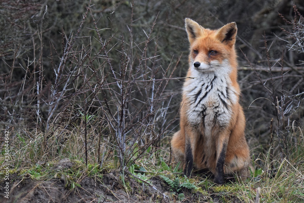 Fototapeta premium red fox vulpes vulpes