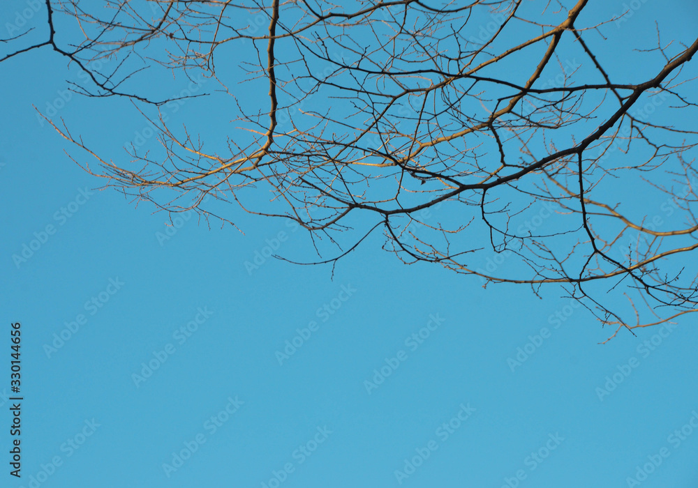Beautiful blue sky and tree branches Beautiful blue sky and tree branches