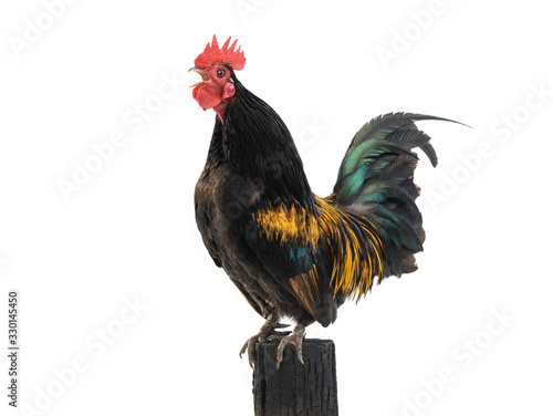 singing dwarf cockerel on a stump isolated on white background