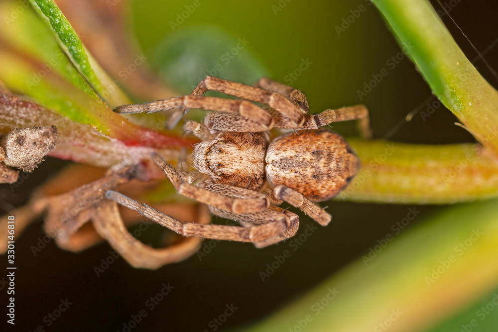Philodromus spider closeup belongs to the family Philodromidae. Philodromidae, also known as philodromid crab spiders and running crab spiders, is a family of araneomorph spiders. Philodromus spider closeup belongs to the family Philodromidae. Philodromidae, also known as philodromid crab spiders and running crab spiders, is a family of araneomorph spiders.