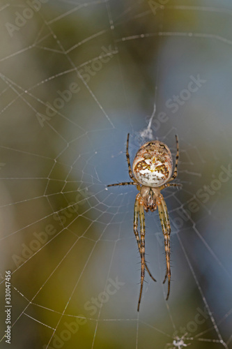 Metellina spider belonging to the family Tetragnathidae.