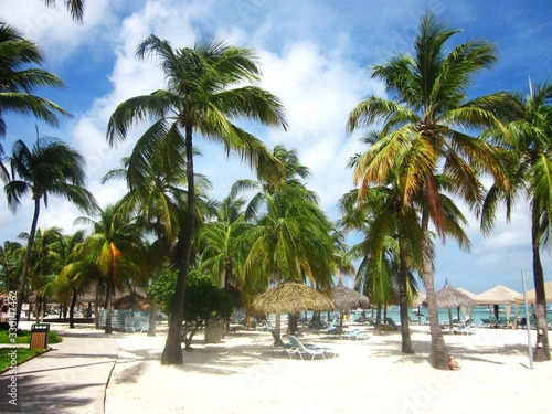 Palm Tree Aruba © John