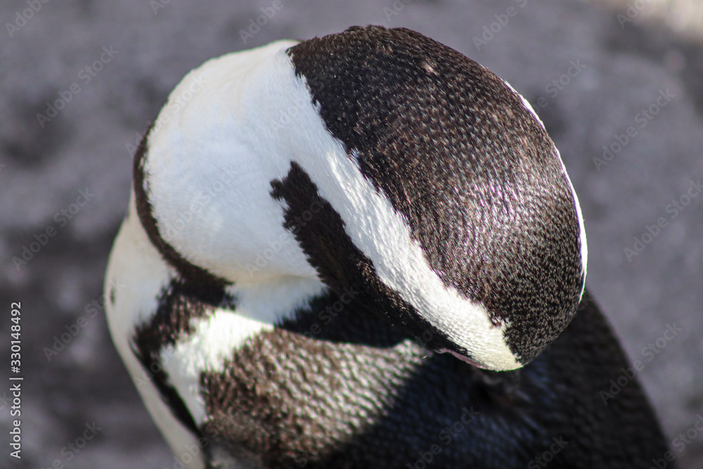 Fototapeta premium African penguin, Western Cape, South Africa