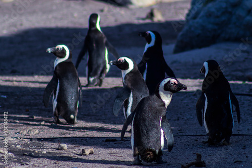 African penguins, Western Cape, South Africa