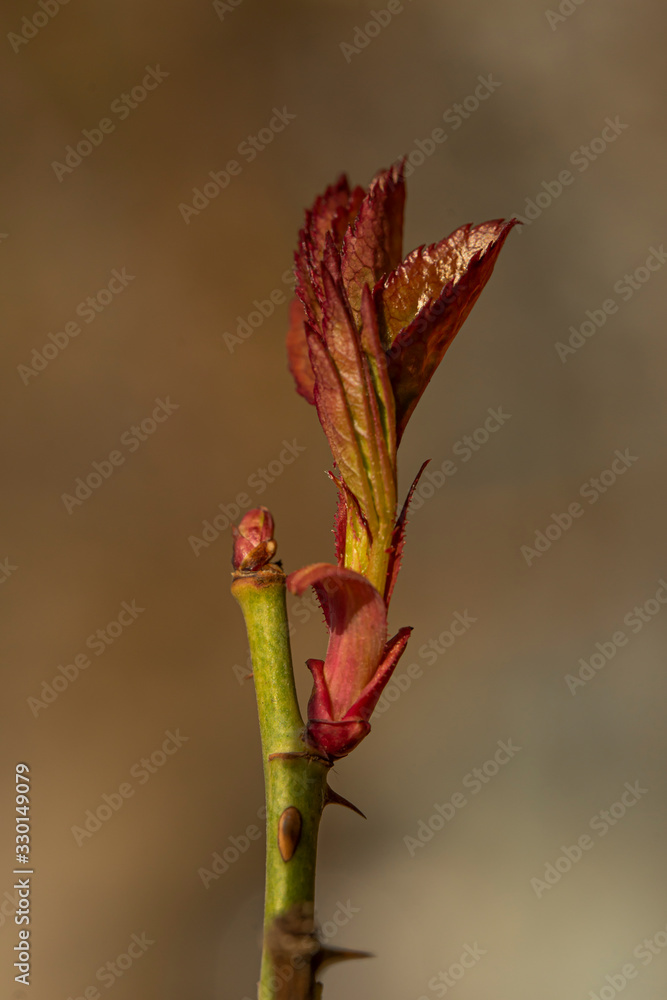Macro. Buds on the trees. a young leaf blooms Macro. Buds on the trees. a young leaf blooms