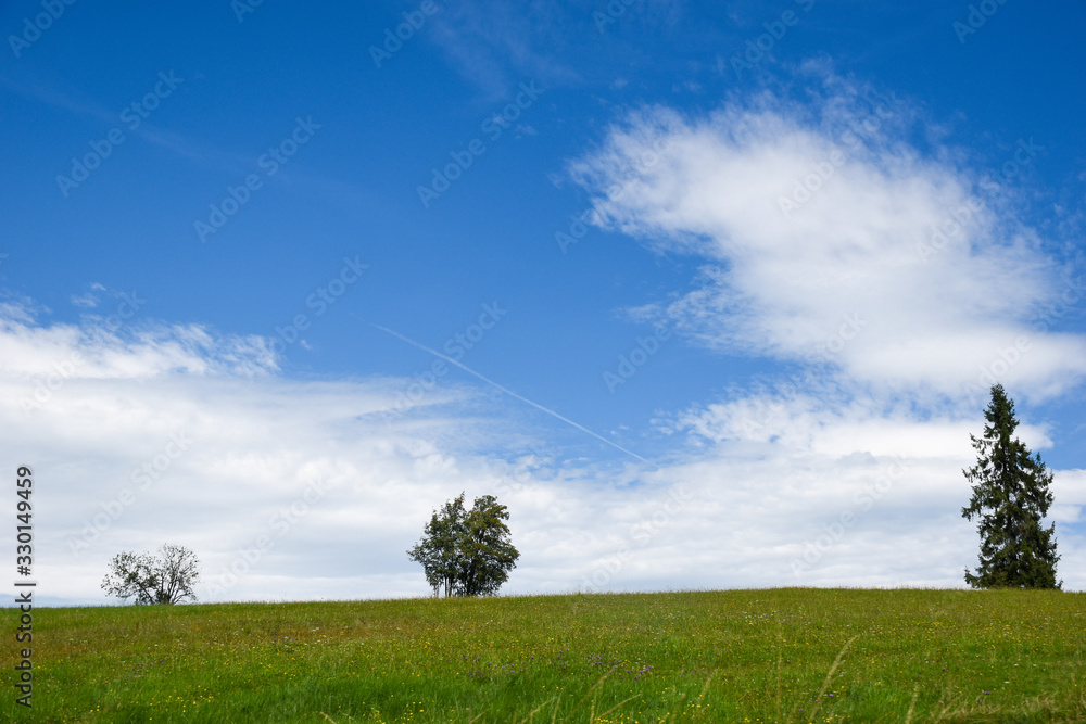 Beautiful green grassland against dramatic sky background with three trees on the horizon on a nice summer day Beautiful green grassland against dramatic sky background with three trees on the horizon on a nice summer day