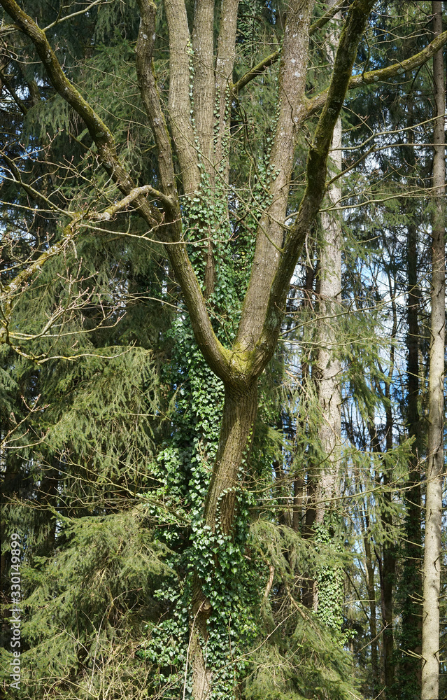 Fototapeta premium Baum mit Efeu im Licht