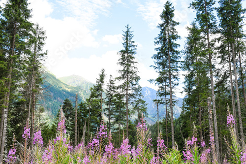 Pine trees growing high in mountains and flowers lythrum salicaria or purple loosestrife in the foreground © arrideo