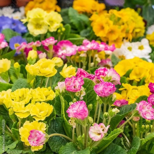 Multicolor Primrose is one of the first flowers to blossom in spring .
