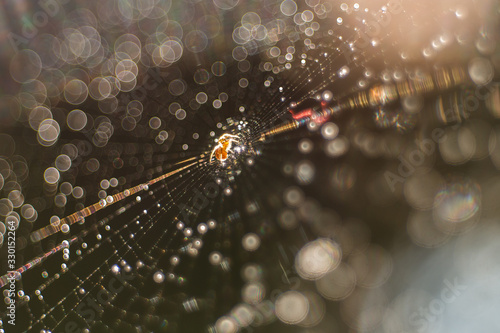 spider with cobweb
