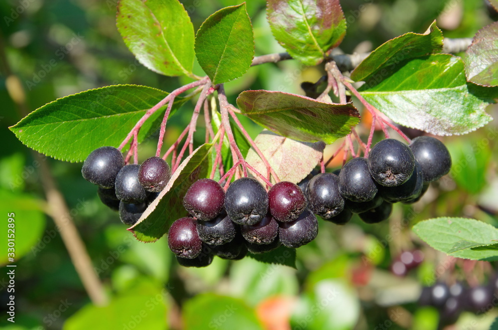 Aronia, or chokeberry (lat. Aronia melanocarpa) close-up Aronia, or chokeberry (lat. Aronia melanocarpa) close-up