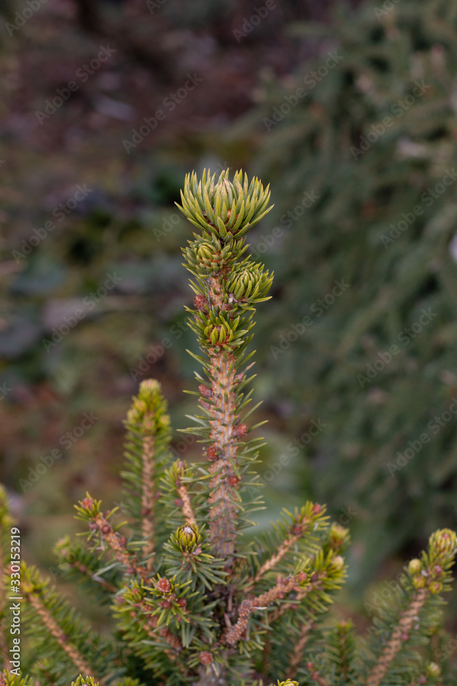 a young long bright green sprout of a common pine wood at the beginning of spring