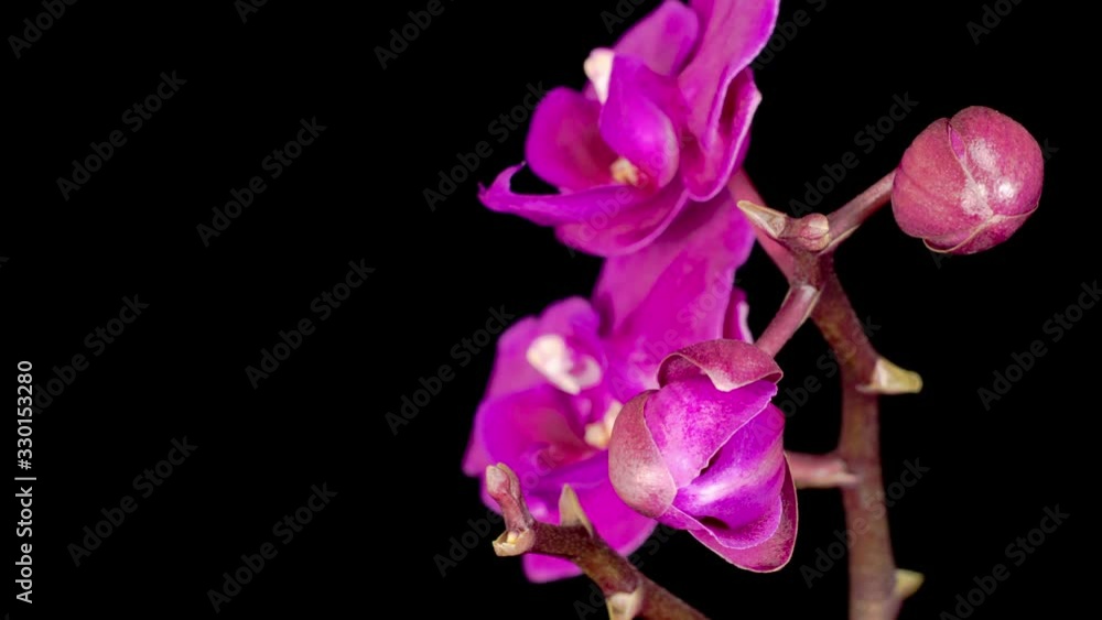 Blooming Purple Orchid Phalaenopsis Flower on Black Background. Time Lapse. 4K. Blooming Purple Orchid Phalaenopsis Flower on Black Background. Time Lapse. 4K.