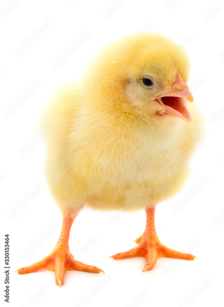 Fototapeta premium One yellow chicken.