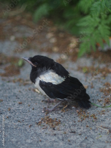 фотографія Magpie nestling