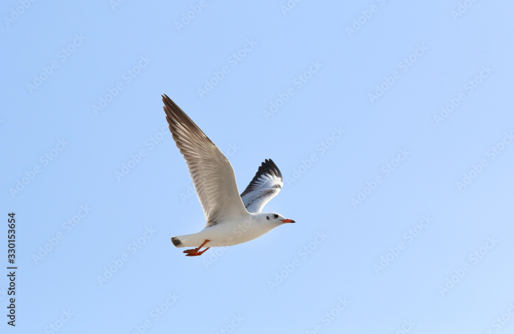 Beautiful seagull flying in the sky, Freedom concept Beautiful seagull flying in the sky, Freedom concept