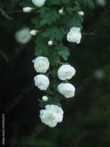 White roses