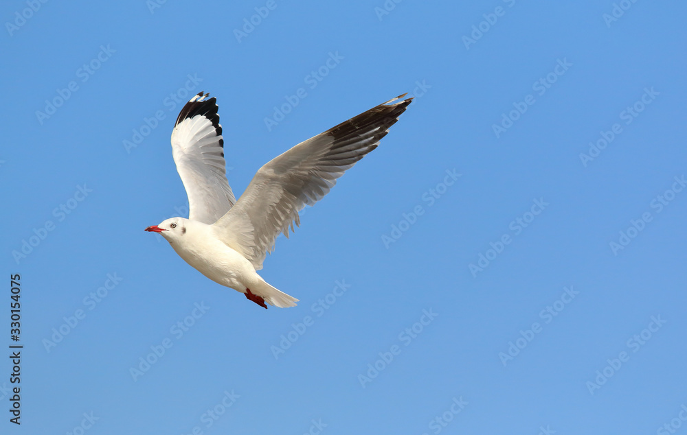 Beautiful seagull flying in the sky, Freedom concept Beautiful seagull flying in the sky, Freedom concept