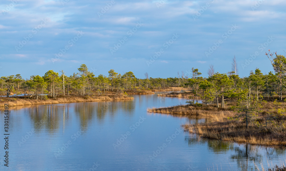 Still water with trees in the swamp land of Kemeri National Park in Latvia