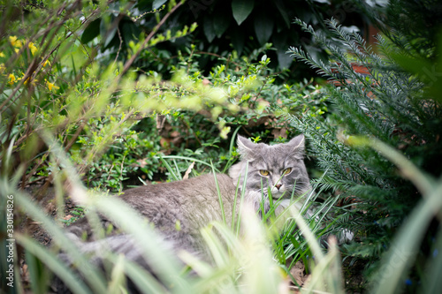 cute gray white maine coon longhair cat resting outdoors between plants and bushes in foliage looking at camera