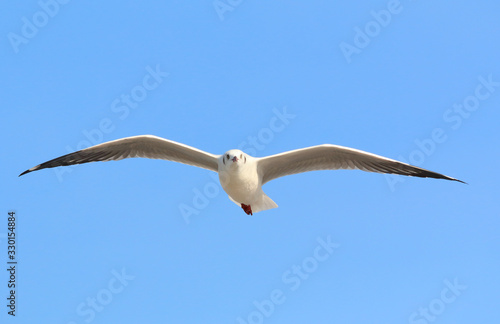 Beautiful seagull flying in the sky, Freedom concept