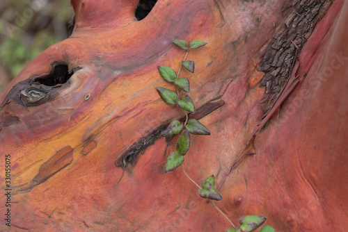 Full frame close up of pink, orange, yellow and brown madrone tree trunk