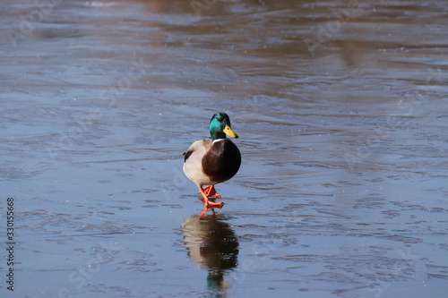 Ente auf dem Eis