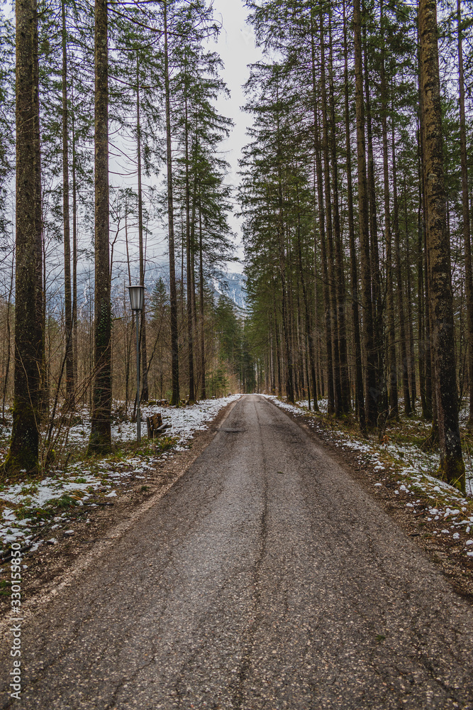 way to the forest way to the forest
