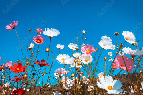 The cosmos flower field is blooming beautifully in vintage style tones for the background.