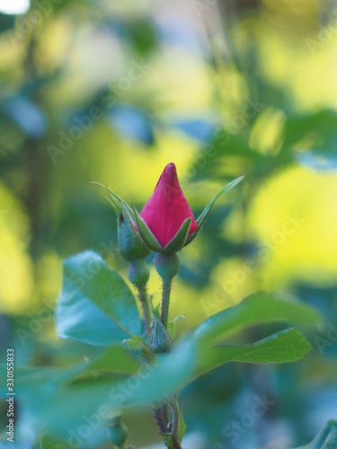 Rosebud