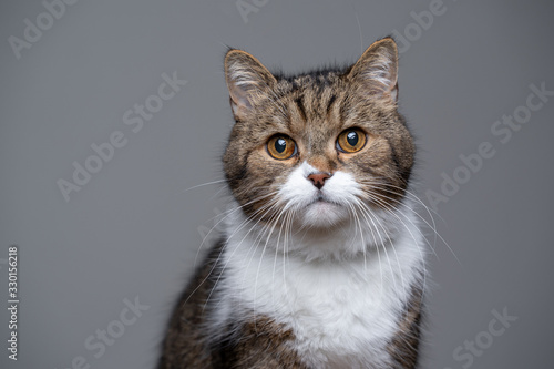 studio portrait of a cute tabby white british shorthair cat looking at camera with copy space