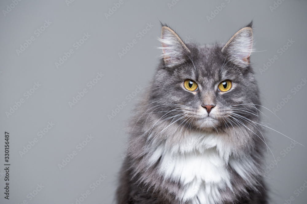 studio portrait of a cute gray white fluffy maine coon longhair cat looking at camera with copy space