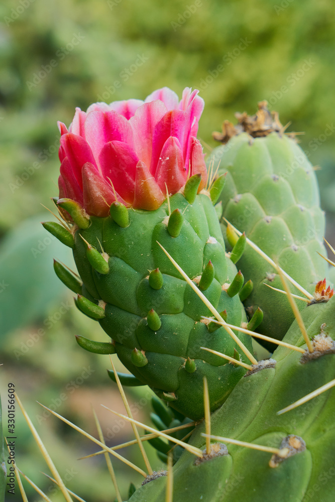 Kaktus mit seinen Stacheln und Ableger und pinkfarbiger Blüte Kaktus mit seinen Stacheln und Ableger und pinkfarbiger Blüte