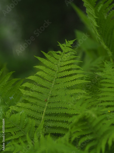Fern