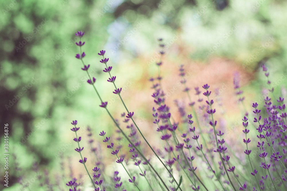 flower bloom flower bloom