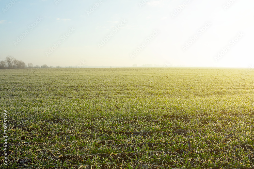 green rural field at the early morning, sunrise agricultural background