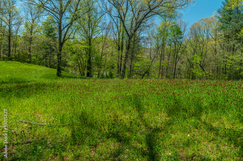 Field of crimson clover