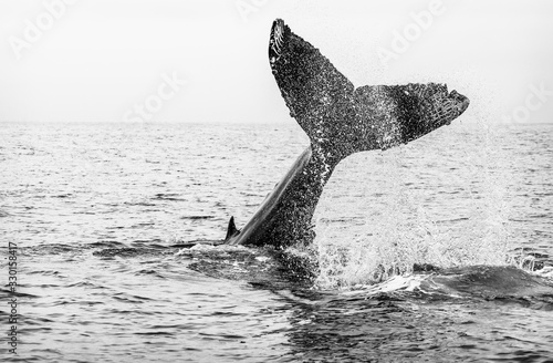 Black and white image of a juvenile male humpback whale's tail fluke as he dives into the ocean, with visible rake marks from an orca attack photo