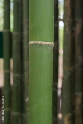 Asian Bamboo forest natural background  Bamboo 