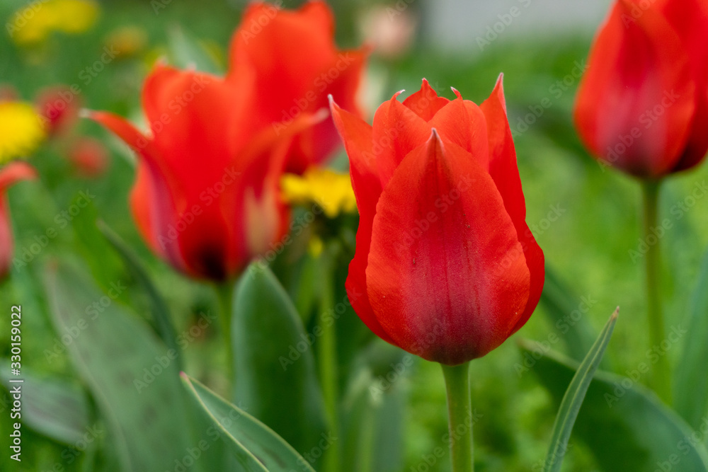 Red tulips in field spring Red tulips in field spring