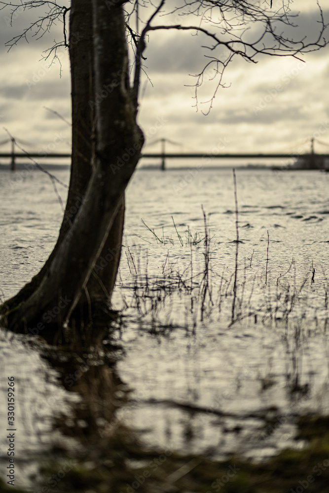 large tree trunks standing in the water on the lake shore large tree trunks standing in the water on the lake shore