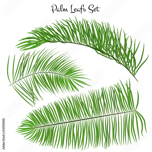 Set of vector palm leaves on a white background. tropical leaf collection