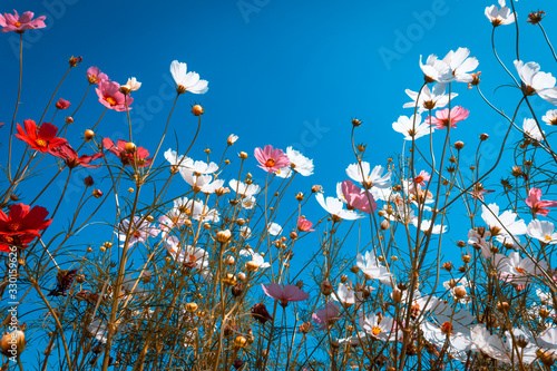 The cosmos flower field is blooming beautifully in vintage style tones for the background.