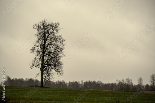 large single tree with no leaves in the middle of field