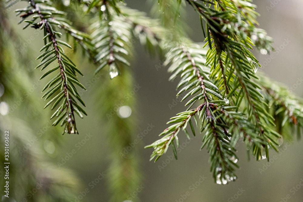 fresh green spruce tree leaves in forest fresh green spruce tree leaves in forest