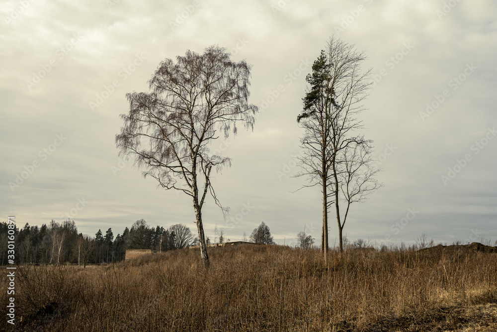 large single tree with no leaves in the middle of field large single tree with no leaves in the middle of field