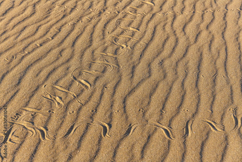 Fototapeta premium Traces of snake in the sand. Sand Texture. Background from brown sand. selective focus